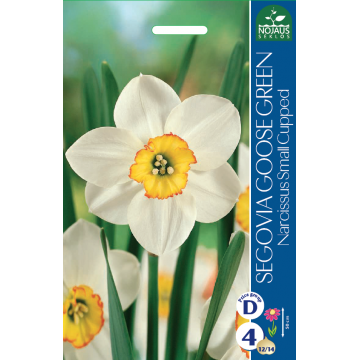 Daffodil Segovia Goose Green
