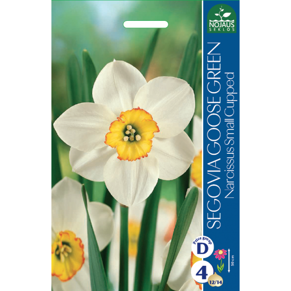 Daffodil Segovia Goose Green