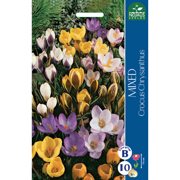 Crocus Chrysanthus Mix