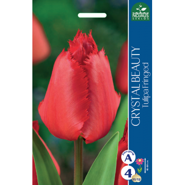 TULIPS CRYSTAL BEAUTY