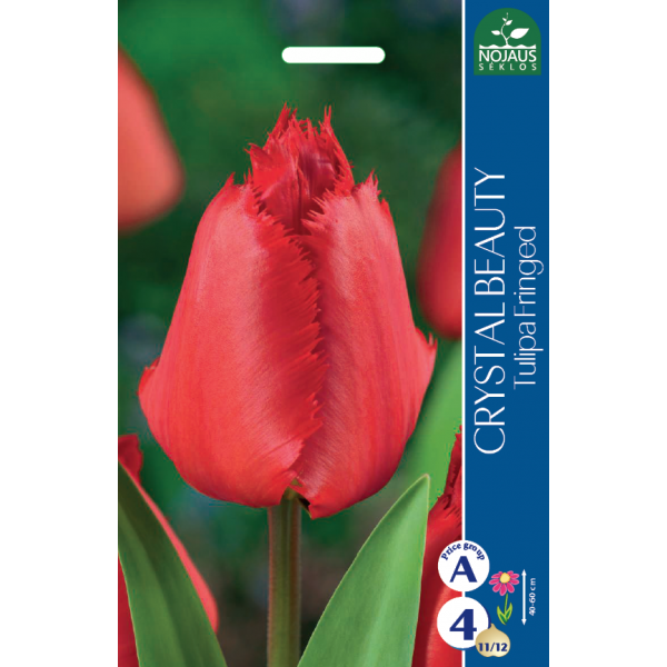 TULIPS CRYSTAL BEAUTY