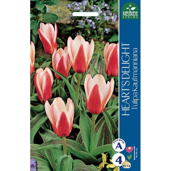 Tulppaani Heart's Delight
