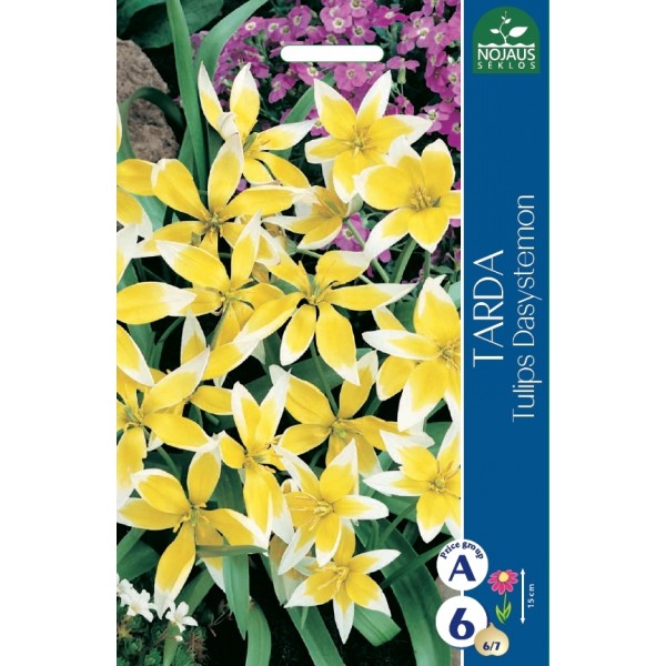Botanical Tulip Tarda