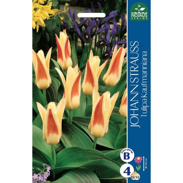 Tulip Johann Strauss