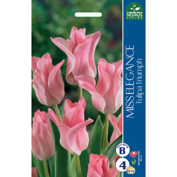 TULIPS MISS ELEGANCE