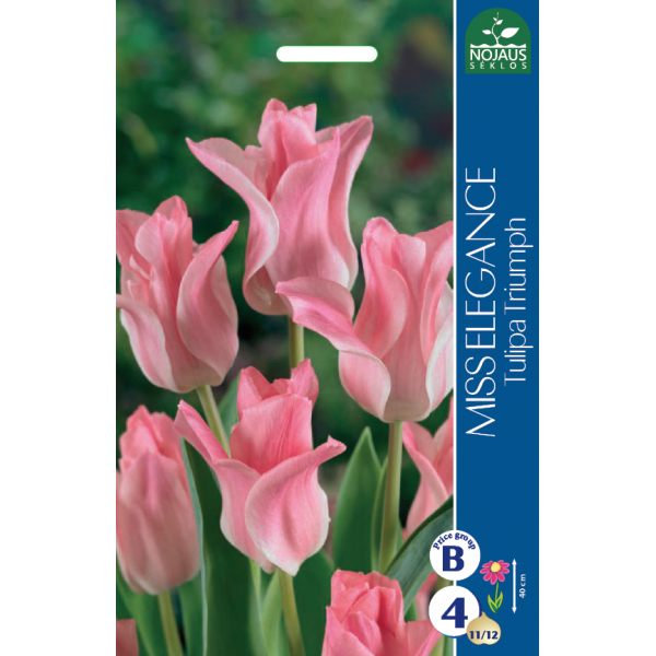 TULIPS MISS ELEGANCE