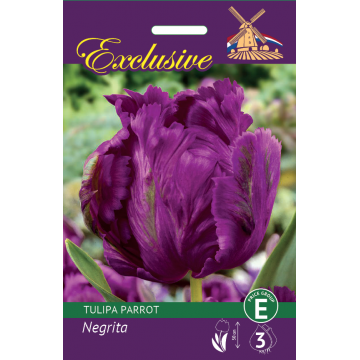 Exclusive Parrot Tulip Negrita