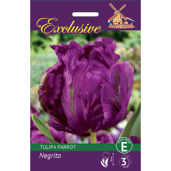 Exclusive Parrot Tulip Negrita