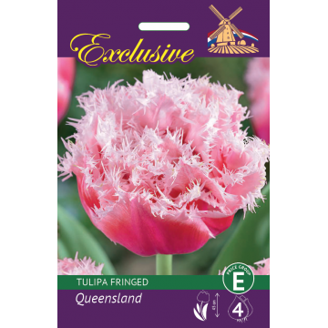 Tulip Exclusive Queensland