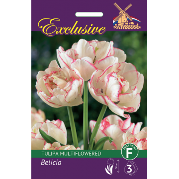 TULIPS EXCLUSIVE BELICIA