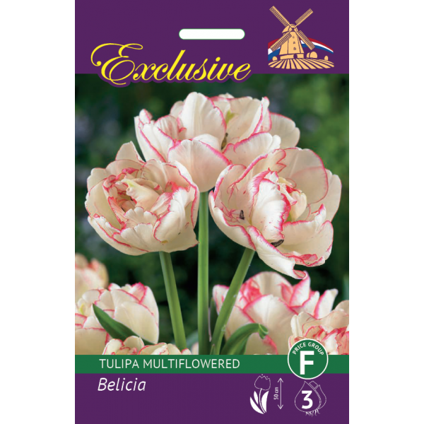 TULIPS EXCLUSIVE BELICIA