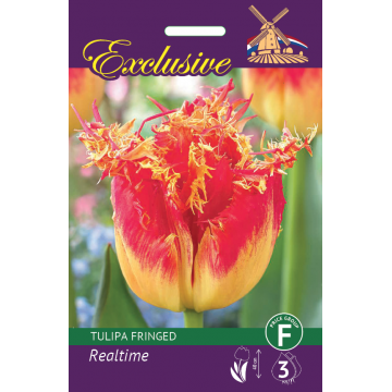 TULIP EXCLUSIVE REALTIME