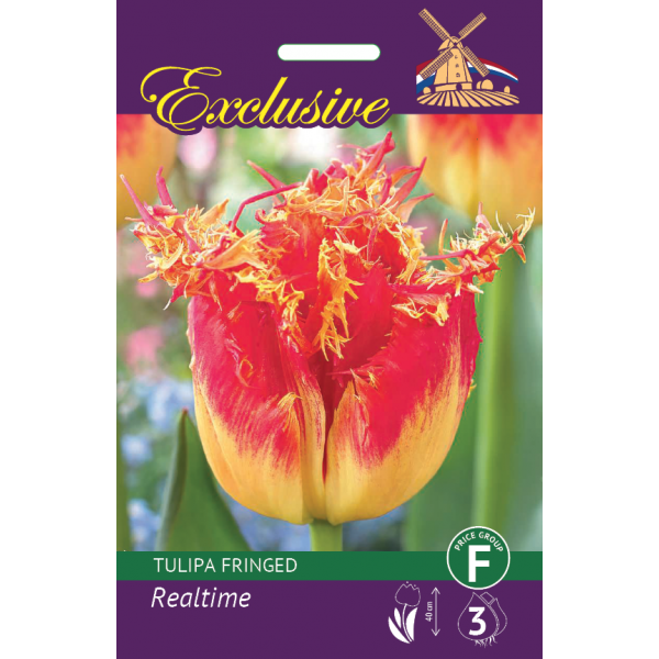 TULIP EXCLUSIVE REALTIME