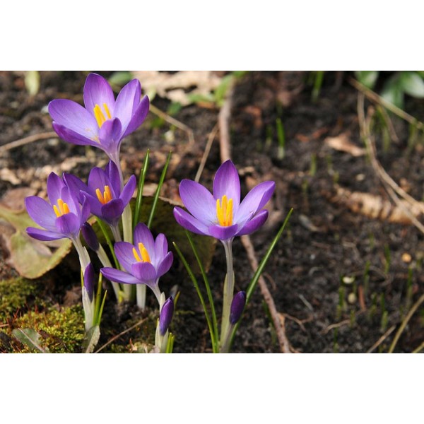 Krookus Whitewell Purple