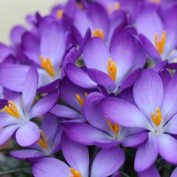 Crocus Whitewell Purple