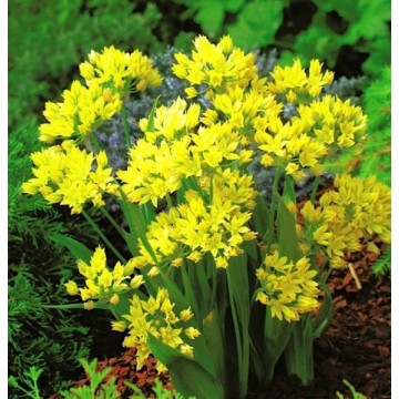 Allium Moly