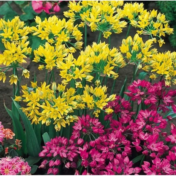 Allium Moly