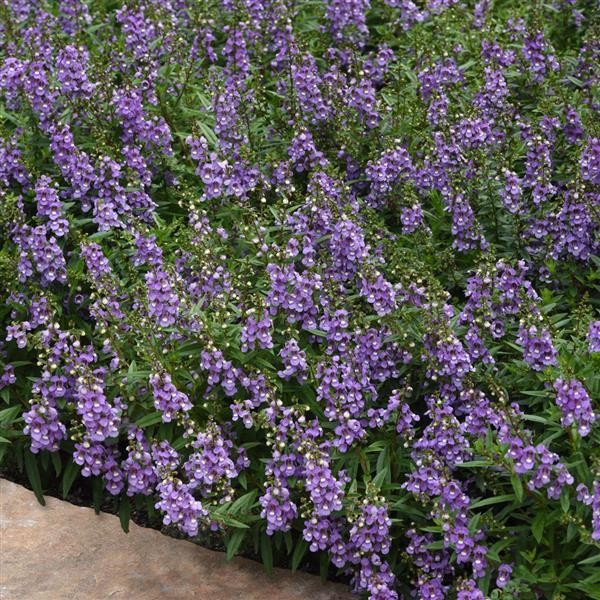 Antirrhinum majus Blue Sky 5 siemenet