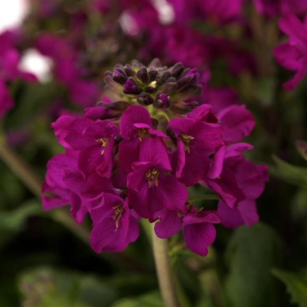 Pitkäpalot Rose Deep 0,05g