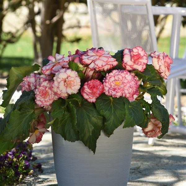 Begonia x tuberosa White Pink 10 s