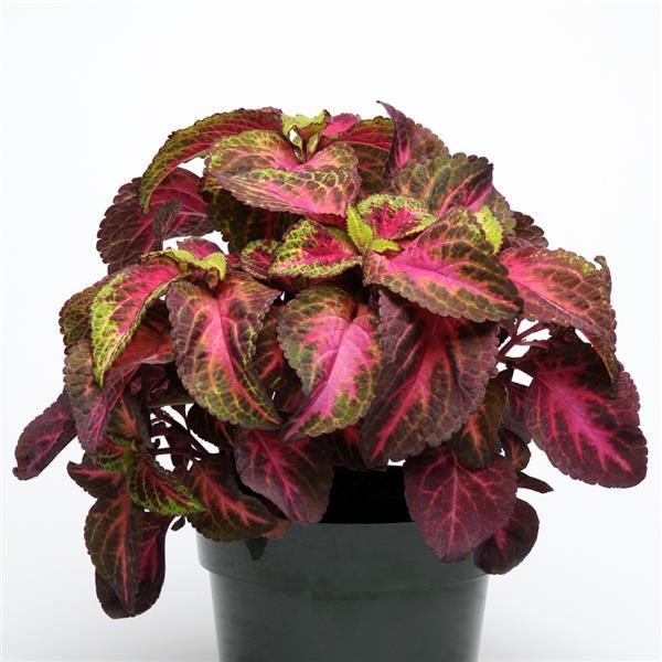 Coleus Rose Lime Magic 5 siemenet
