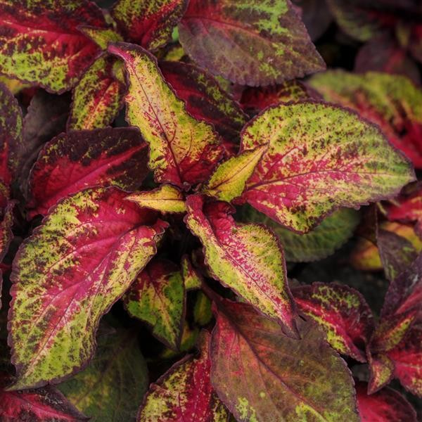 Coleus Rose Lime Magic 5 siemenet