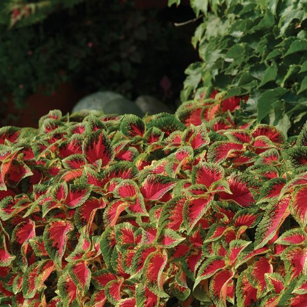 Coleus "Watermelon" 5 siemenet