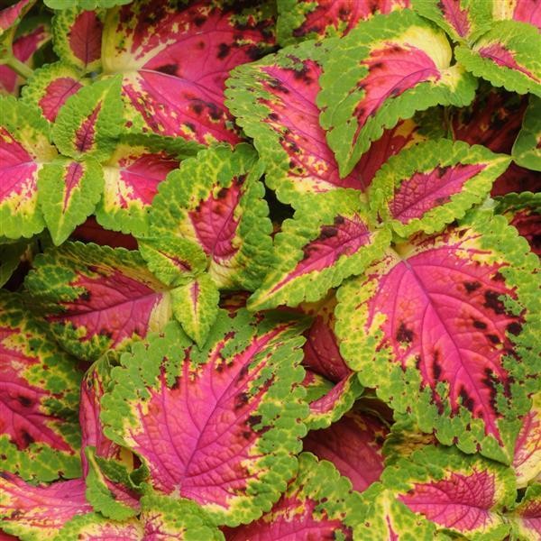 Coleus "Watermelon" 5 siemenet