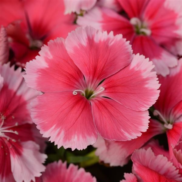 Neilikat "Strawberry" 10 siemenet
