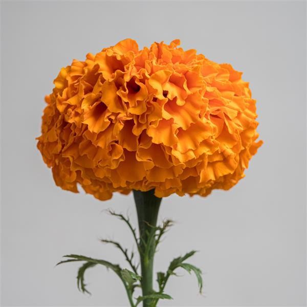 Kehäkukka big Orange 10 s
