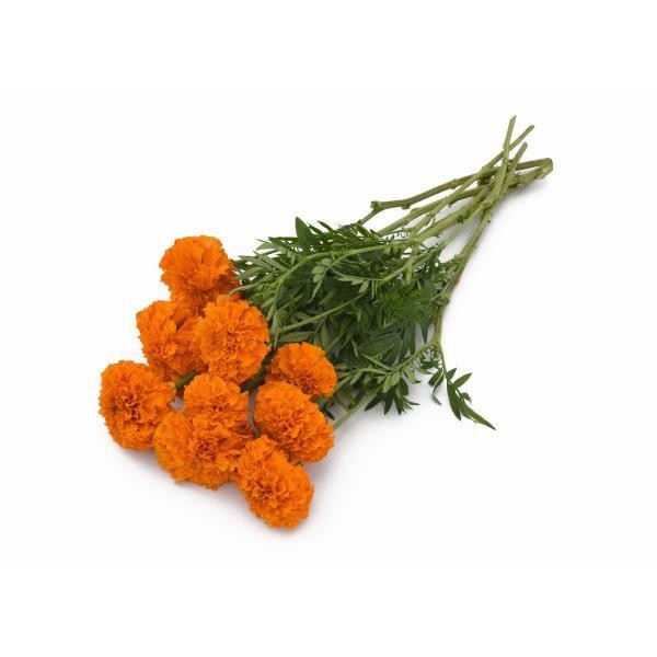 Kehäkukka big Orange 10 s