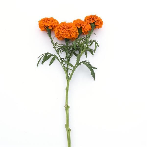 Kehäkukka big Orange 10 s