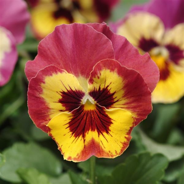 Viola Rose Picotee 10 seeds