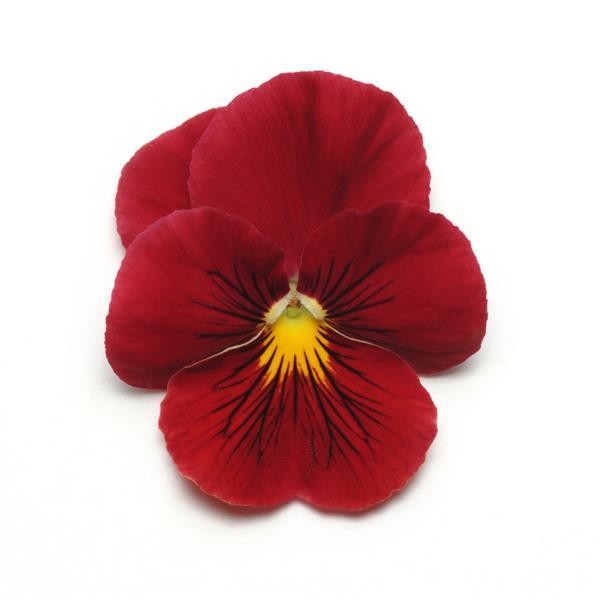 Orvokit Scarlet 10s