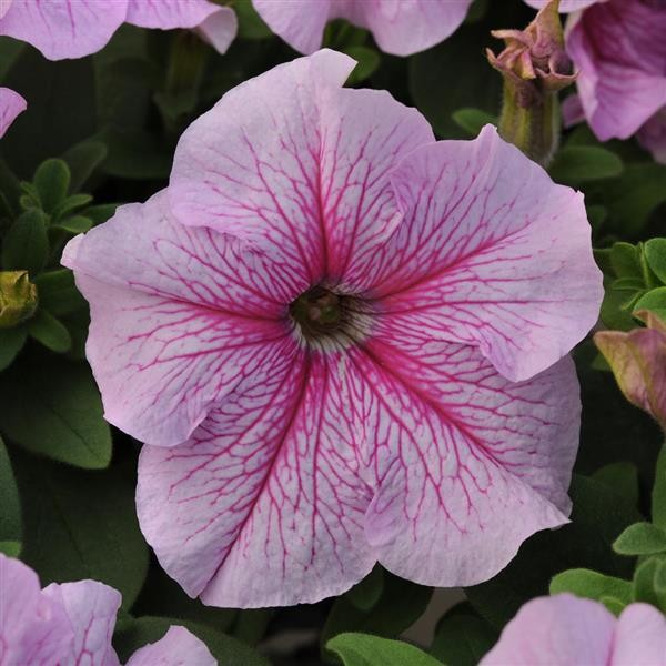 Single Grandiflora Petunia Peppermint 10 seeds