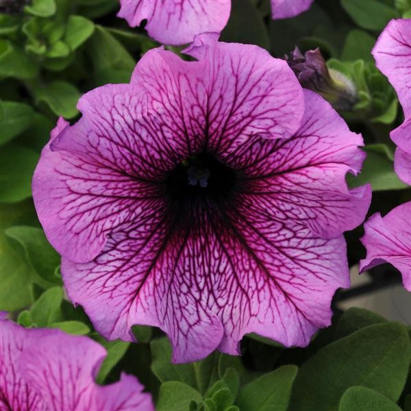 Taimitarha Petunia sokeri 10s
