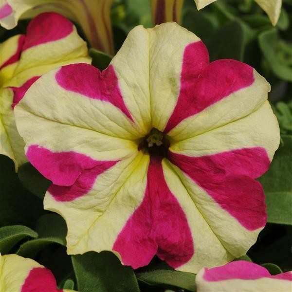 Petunia x hybrida Lime Bicolor 5 seeds