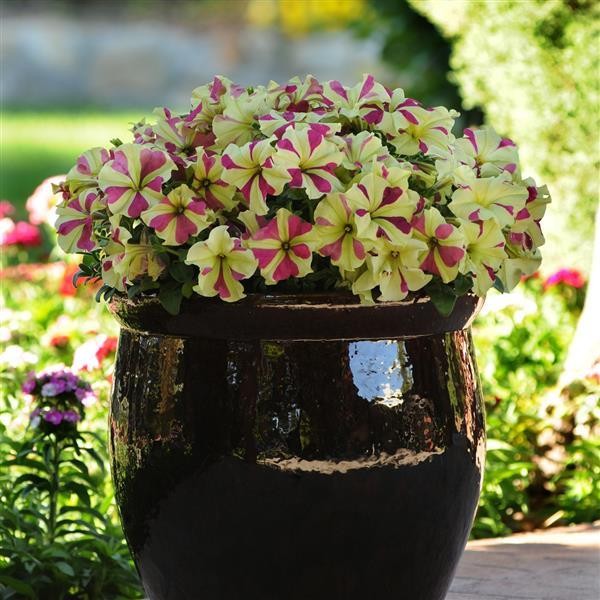 Petunia x hybrida Lime Bicolor 5 seeds