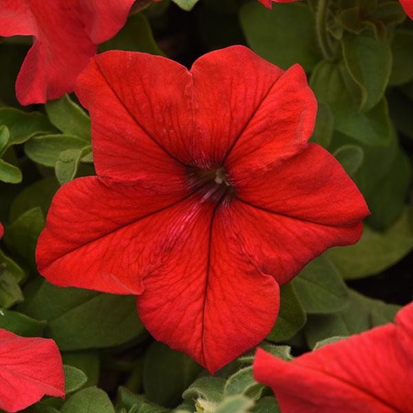 Single Grandiflora Petunia Red 10 seeds