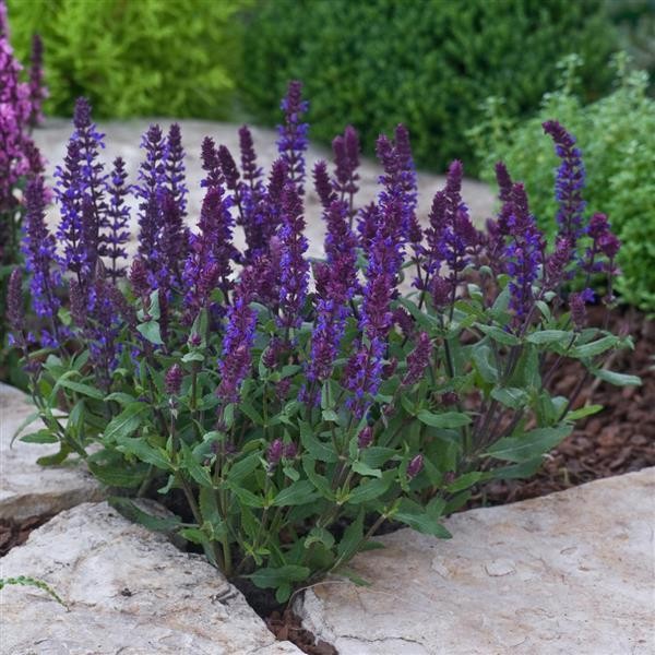 Lehtosalvia (Salvia nemorosa) Blue 10s