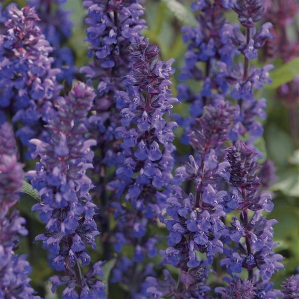 Lehtosalvia (Salvia nemorosa) Blue 10s