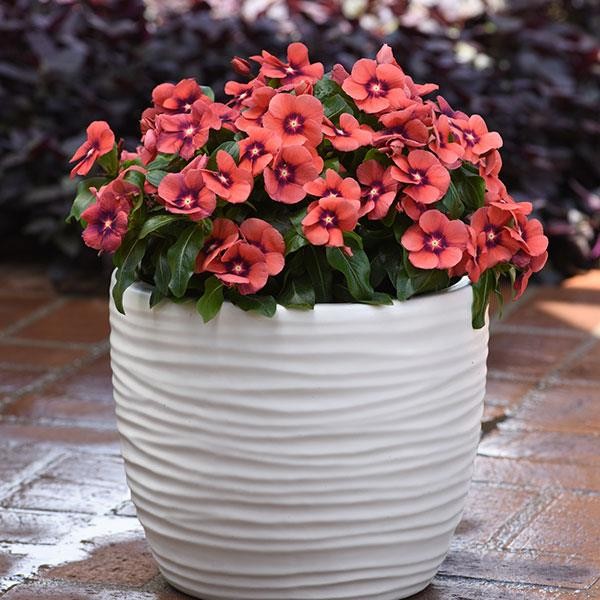 Talviot (Vinca) Tangerine