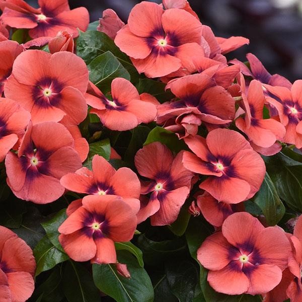 Talviot (Vinca) Tangerine