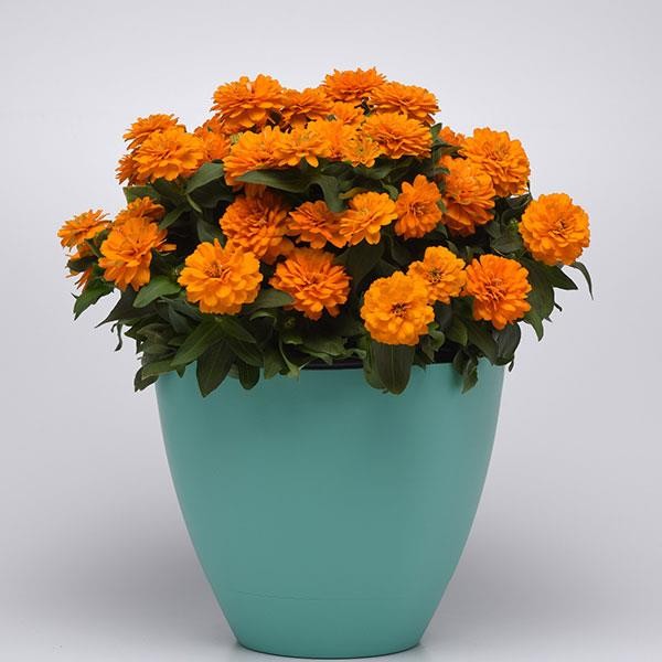 Zinnia marylandica Bright Orange 10 seeds