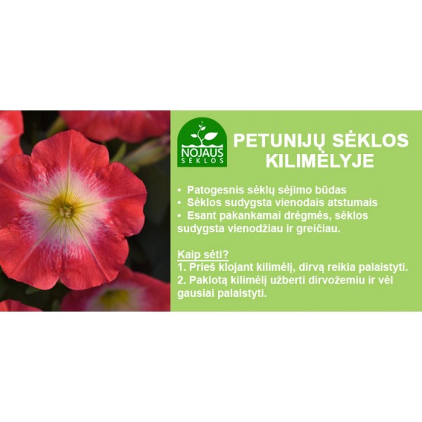 PETUNIA DOUBLE CASCADE BURGUNDY