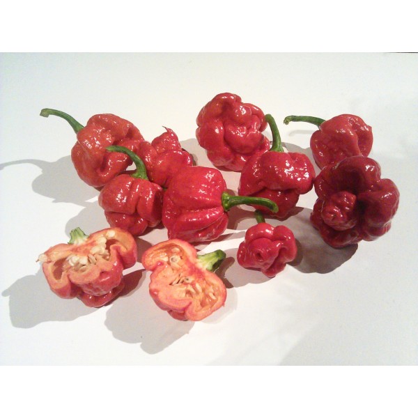 KUUMA PIPPERI TRINIDAD MORUGA SCORPION 0,1g