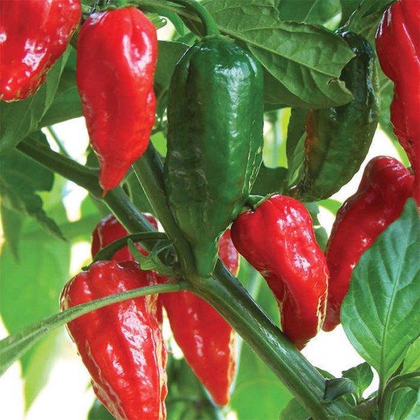 KUUMA PIPPERI BHUT JOLOKIA 0,2g