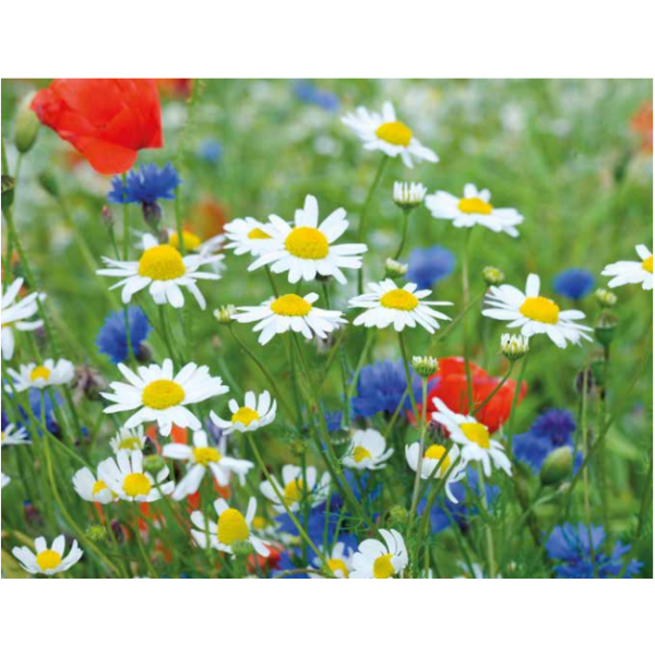 250g with meadow flowers and herbs GF-894 Lawn seed mixture