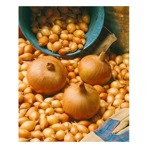 STURON 14/21 LATE ONION SEEDLINGS, (1 KG)