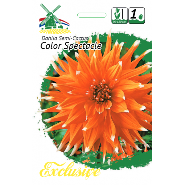 DAHLIA COLOR SPECTACLE 1pc.